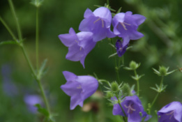 Campanula persicifoliaPrachtklokje bestellen